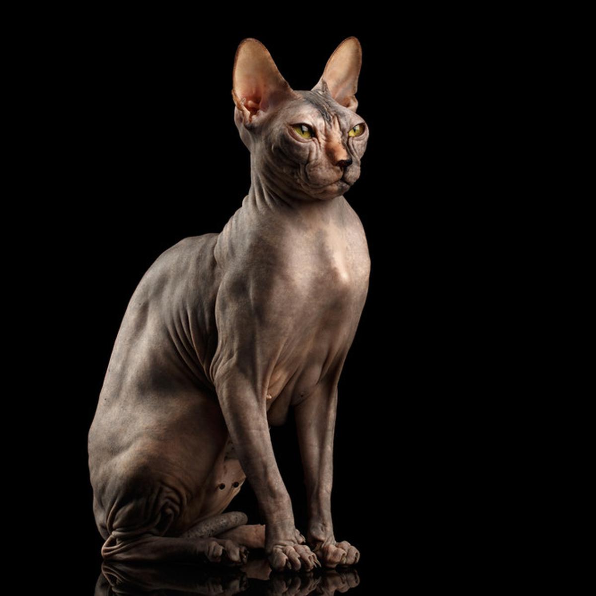 Detail Kucing Mesir Sphinx Nomer 22