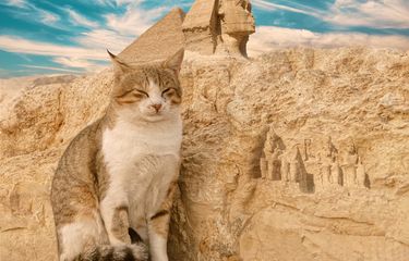 Detail Kucing Mesir Sphinx Nomer 27