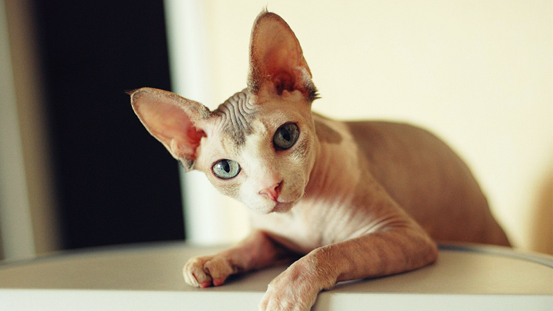 Detail Kucing Mesir Sphinx Nomer 34