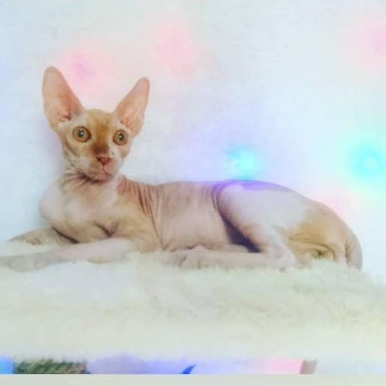 Detail Kucing Mesir Sphinx Nomer 47