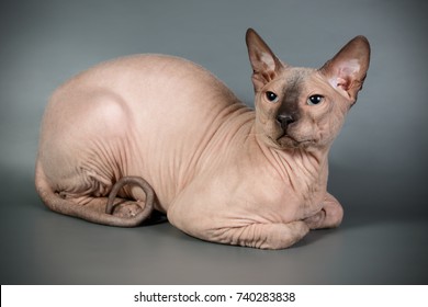 Detail Kucing Mesir Sphinx Nomer 50