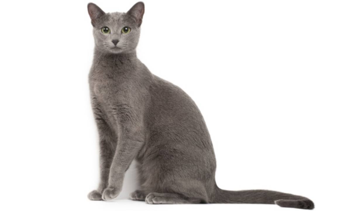 Detail Kucing Mesir Sphinx Nomer 51