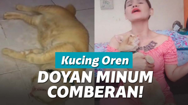 Detail Kucing Oren Bar Bar Nomer 29