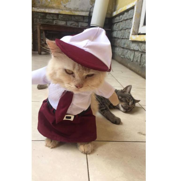 Detail Kucing Pakai Baju Sekolah Nomer 40