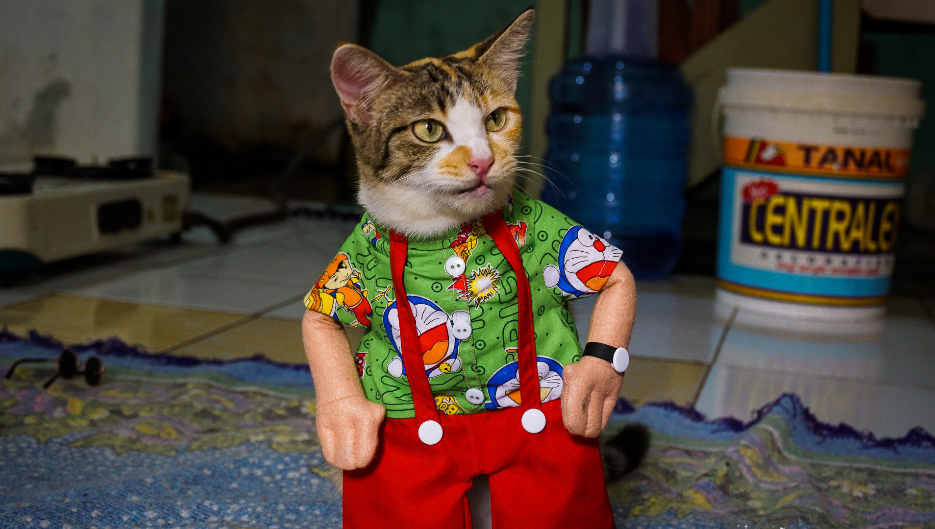 Detail Kucing Pakai Baju Sekolah Nomer 43