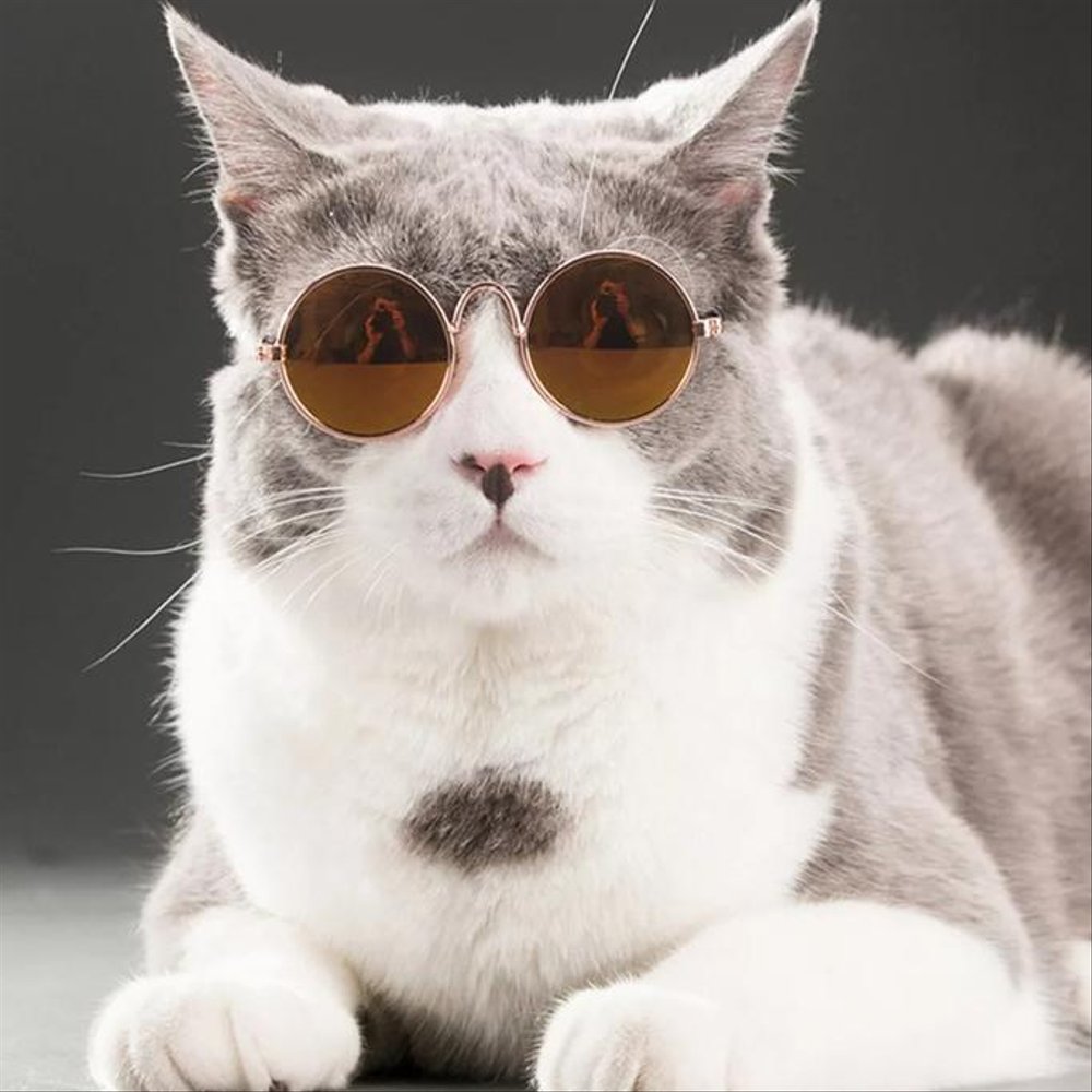 Detail Kucing Pakai Kacamata Hitam Nomer 15