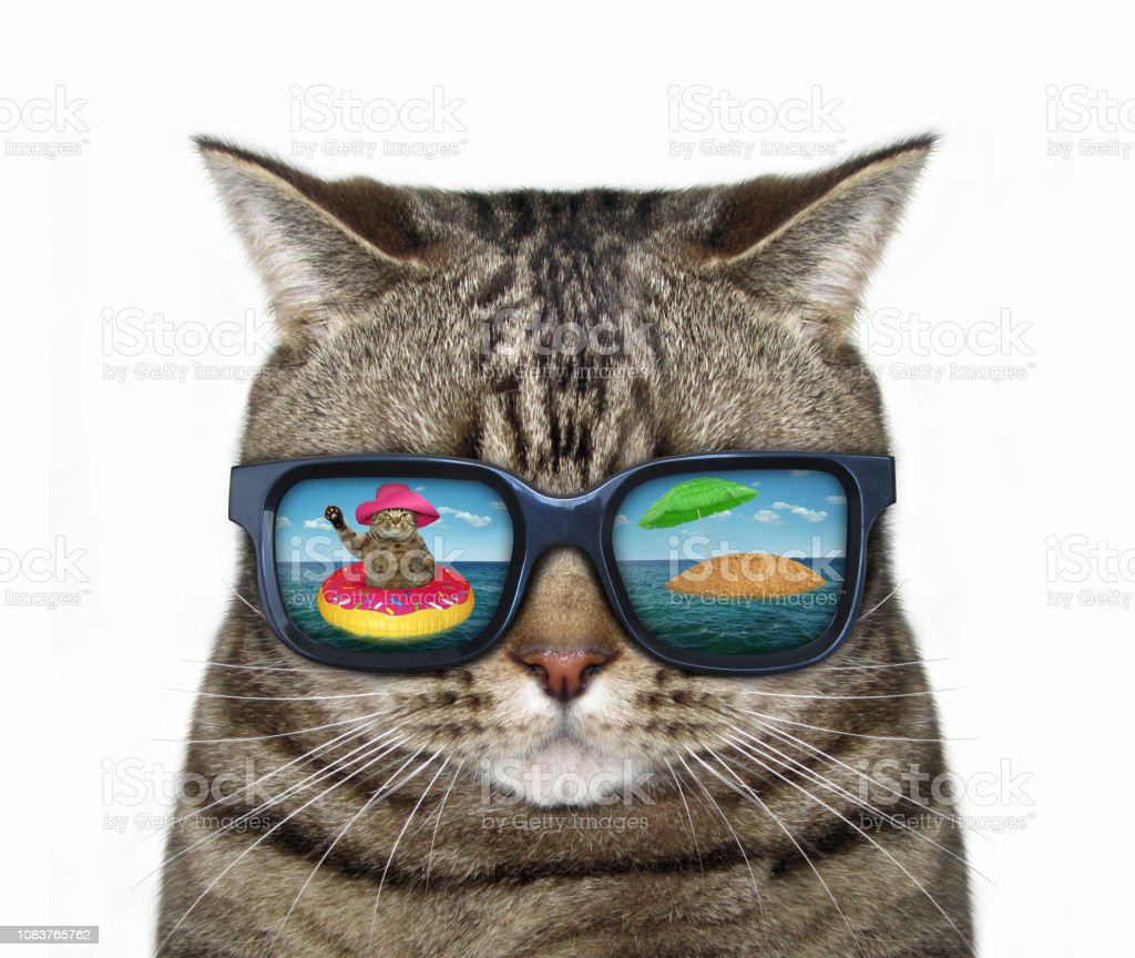 Detail Kucing Pakai Kacamata Hitam Nomer 19