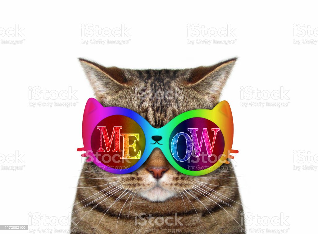 Detail Kucing Pakai Kacamata Hitam Nomer 23