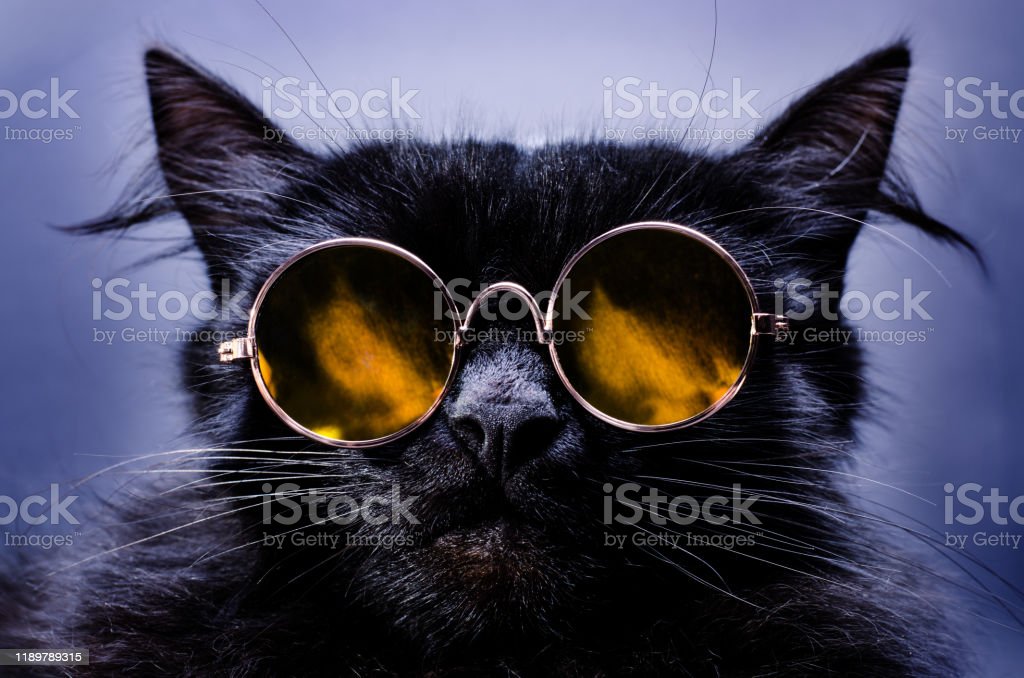 Detail Kucing Pakai Kacamata Hitam Nomer 5