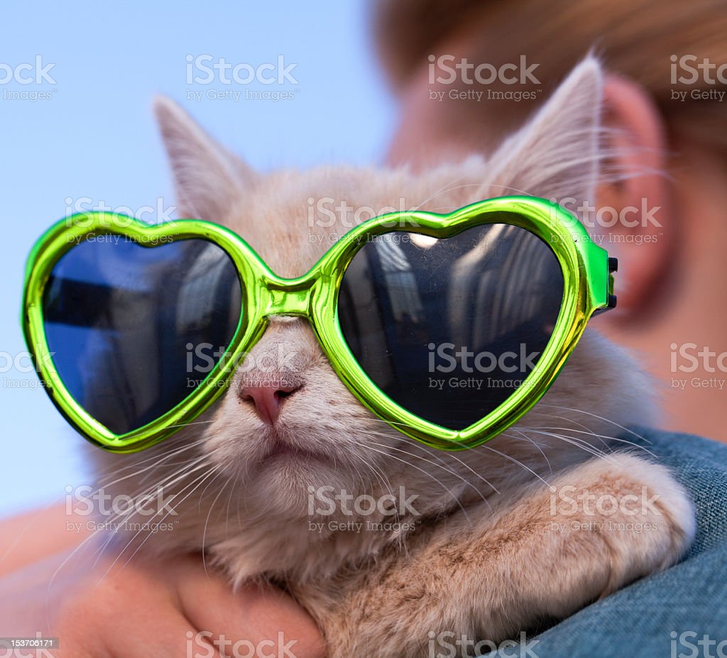 Detail Kucing Pakai Kacamata Hitam Nomer 43