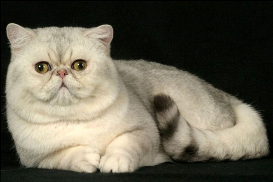 Kucing Persia Exotic Shorthair - KibrisPDR