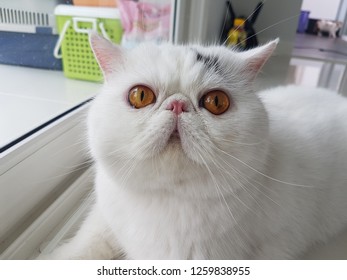 Detail Kucing Persia Exotic Shorthair Nomer 25