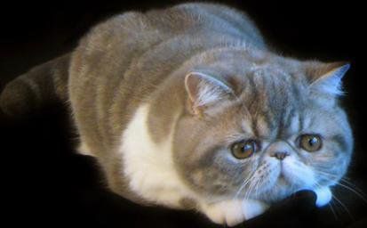 Detail Kucing Persia Exotic Shorthair Nomer 26