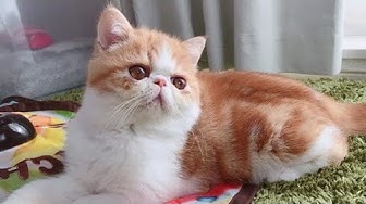 Detail Kucing Persia Exotic Shorthair Nomer 29