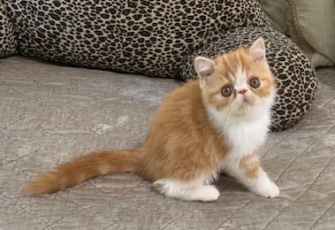 Detail Kucing Persia Exotic Shorthair Nomer 32