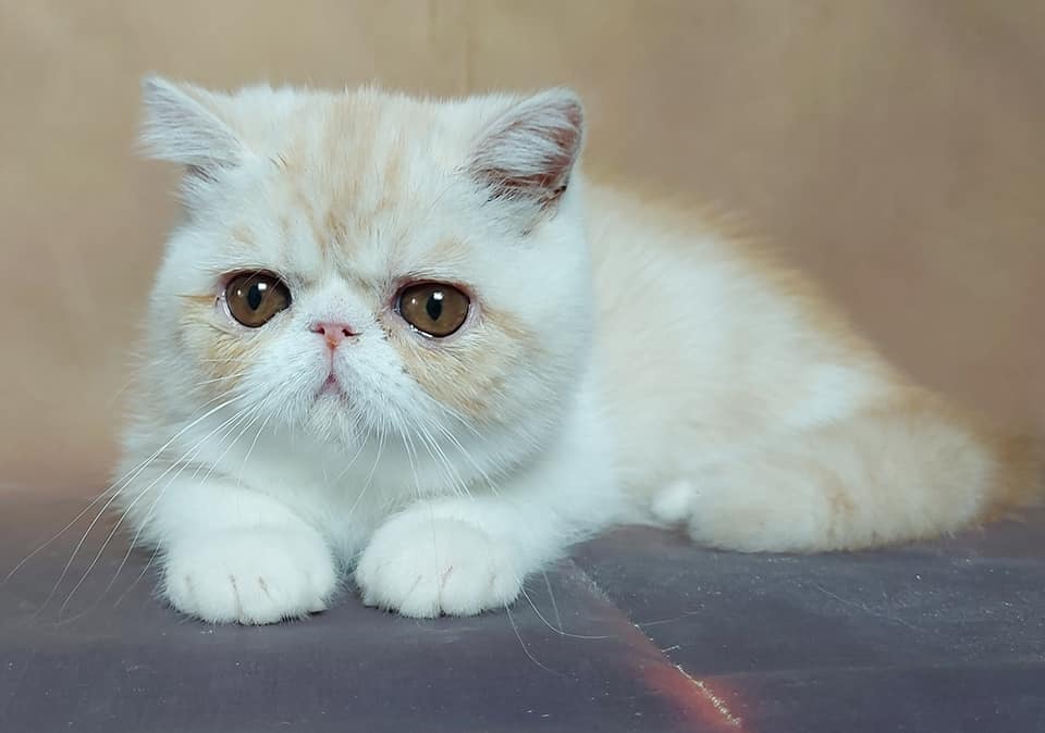 Detail Kucing Persia Exotic Shorthair Nomer 40