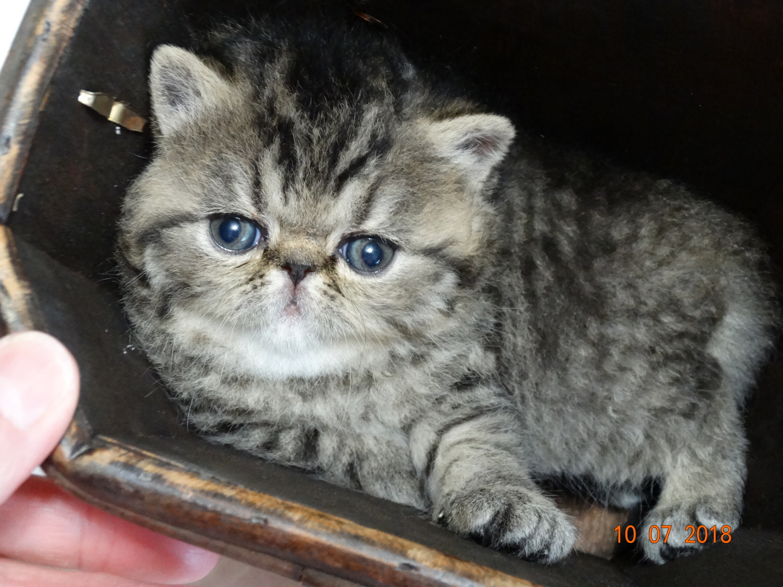 Detail Kucing Persia Exotic Shorthair Nomer 49