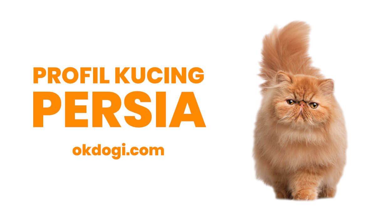 Detail Kucing Persia Hd Nomer 10