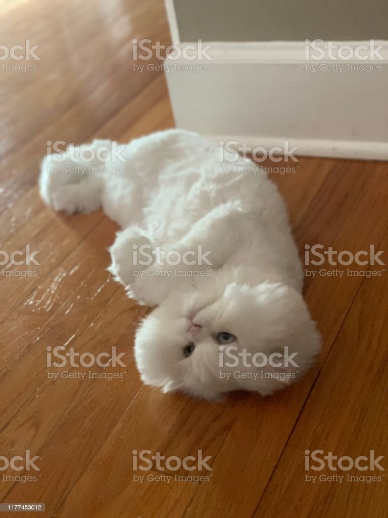 Detail Kucing Persia Himalaya Putih Nomer 46