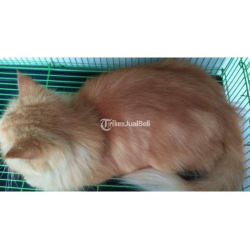 Detail Kucing Persia Kuning Nomer 15