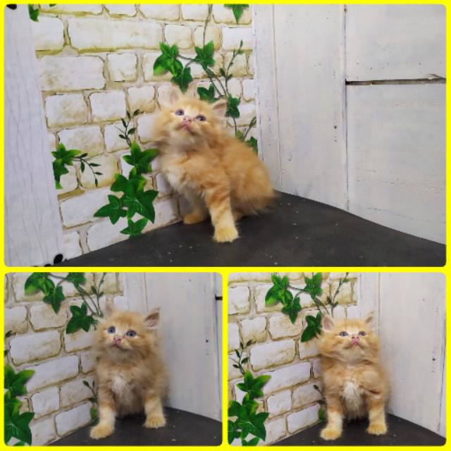 Detail Kucing Persia Kuning Nomer 30