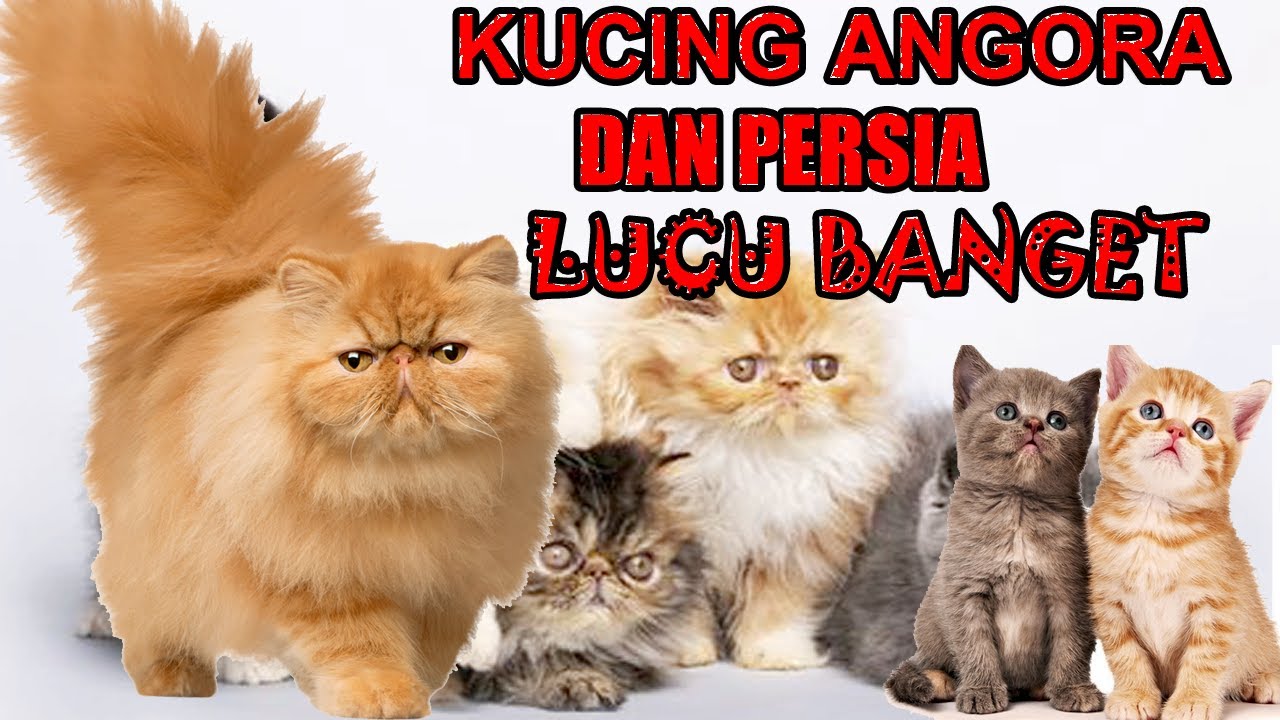 Detail Kucing Persia Lucu Banget Nomer 22