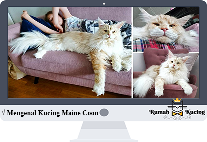 Detail Kucing Persia Maine Coon Nomer 22