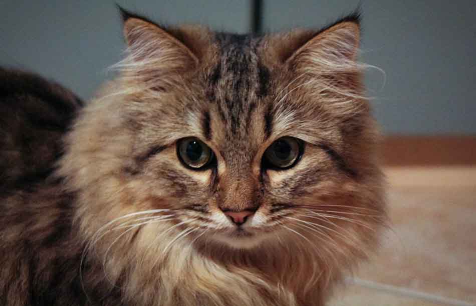 Detail Kucing Persia Maine Coon Nomer 9