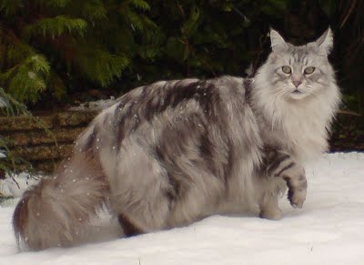 Detail Kucing Persia Maine Coon Nomer 10