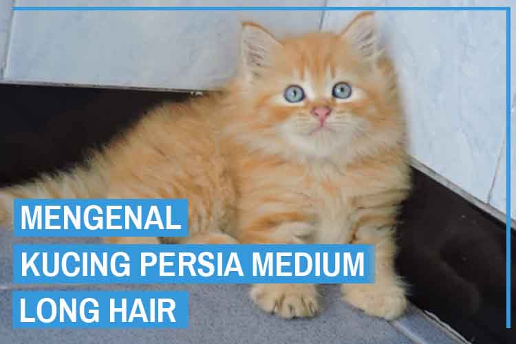 Detail Kucing Persia Medium Short Hair Nomer 30