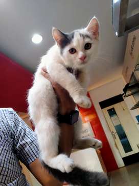 Detail Kucing Persia Medium Short Hair Nomer 38