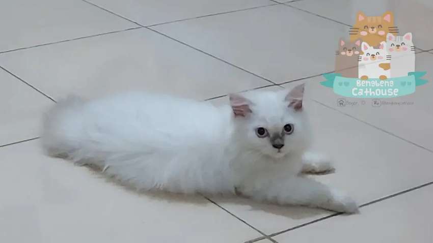 Detail Kucing Persia Pure Nomer 16