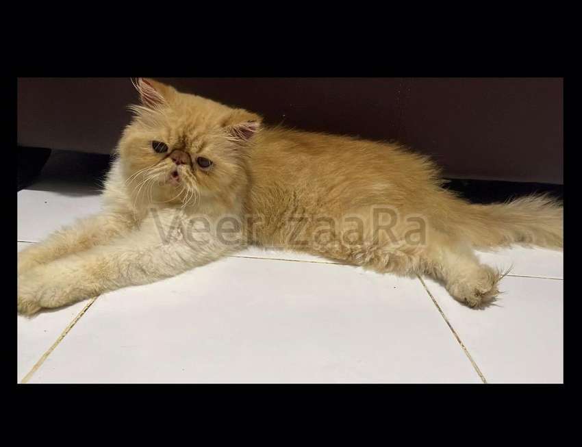 Detail Kucing Persia Pure Nomer 38