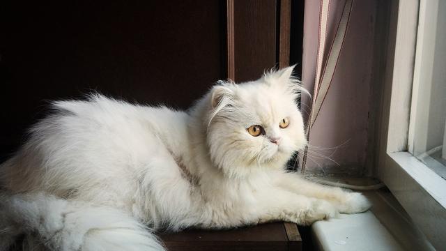 Detail Kucing Persia Putih Nomer 8