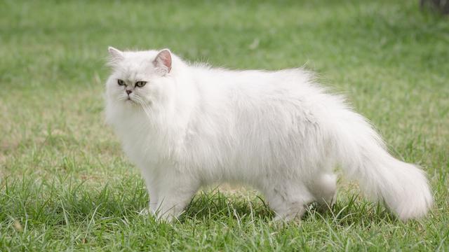 Detail Kucing Persia Putih Nomer 9