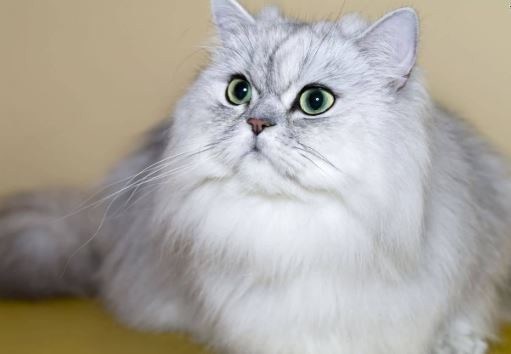 Detail Kucing Persia Putih Abu Nomer 18