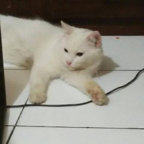 Detail Kucing Persia Putih Lucu Nomer 40