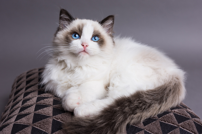 Kucing Persia Ragdoll - KibrisPDR