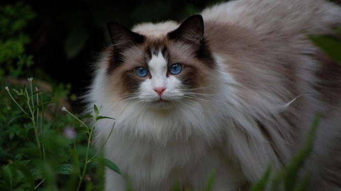 Detail Kucing Persia Ragdoll Nomer 25