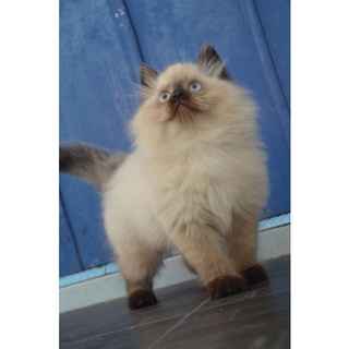 Detail Kucing Persia Ragdoll Nomer 30