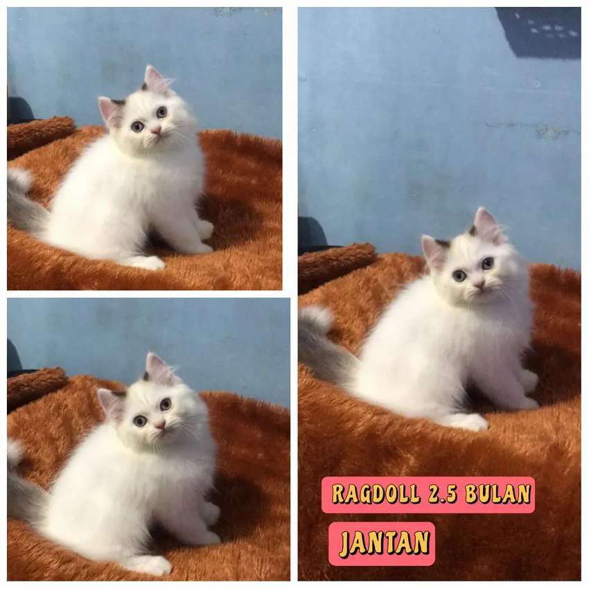 Detail Kucing Persia Ragdoll Nomer 41