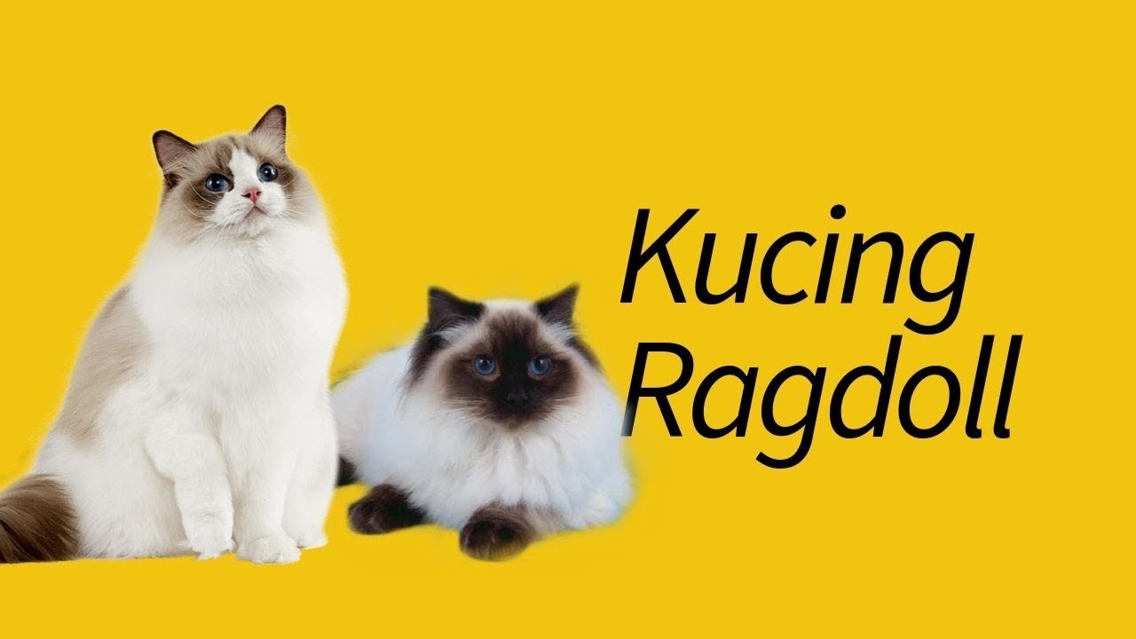 Detail Kucing Persia Ragdoll Nomer 9