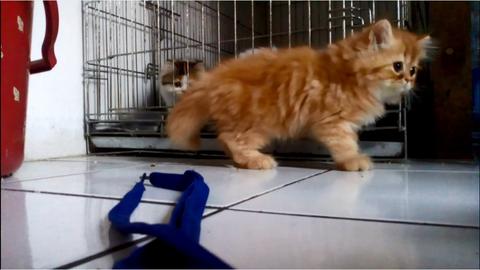 Detail Kucing Persia Tabby Nomer 40