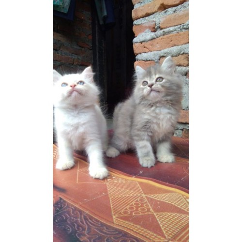 Detail Kucing Persia Tabby Nomer 55