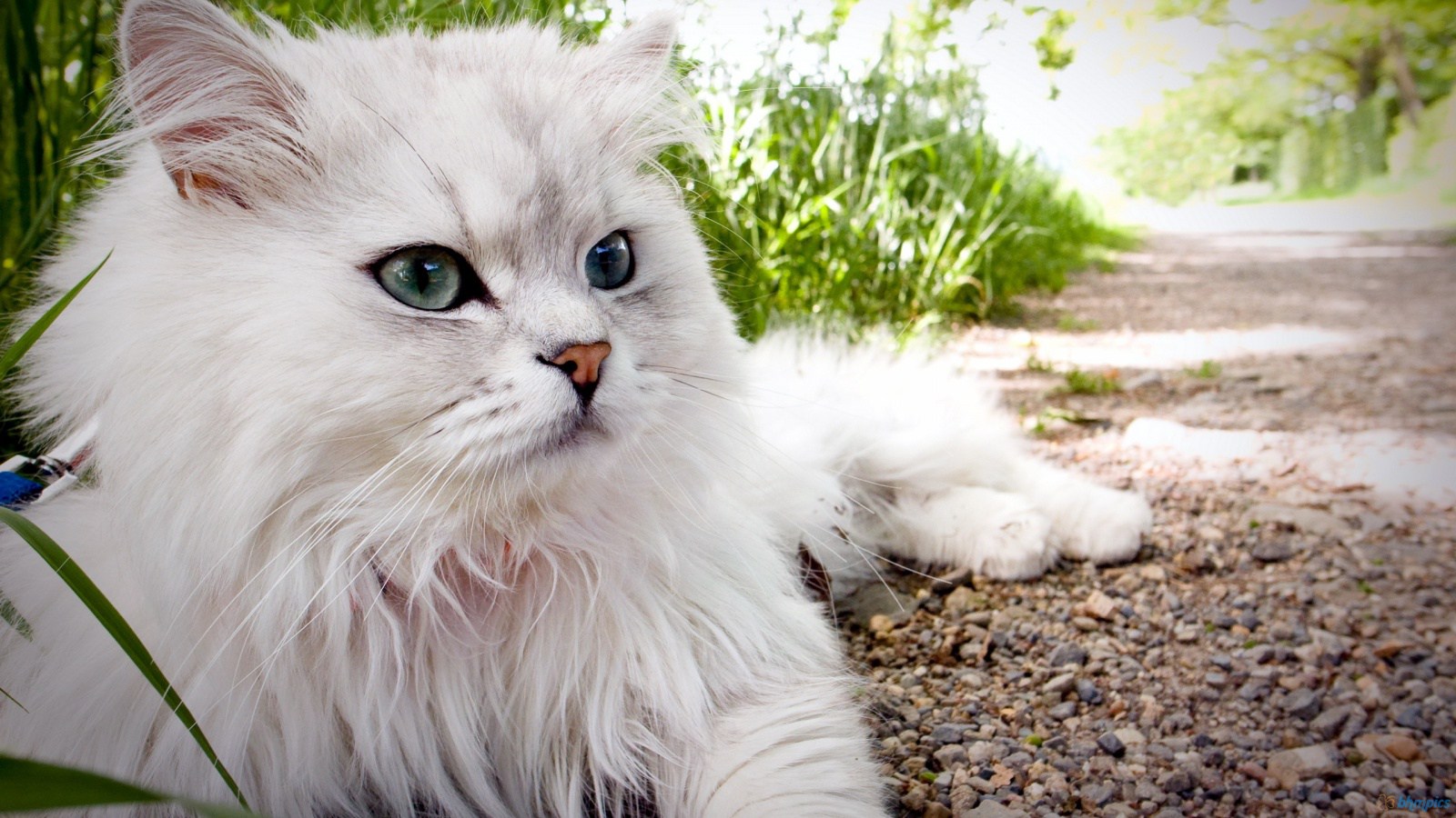 Detail Kucing Persia Tercantik Di Dunia Nomer 53
