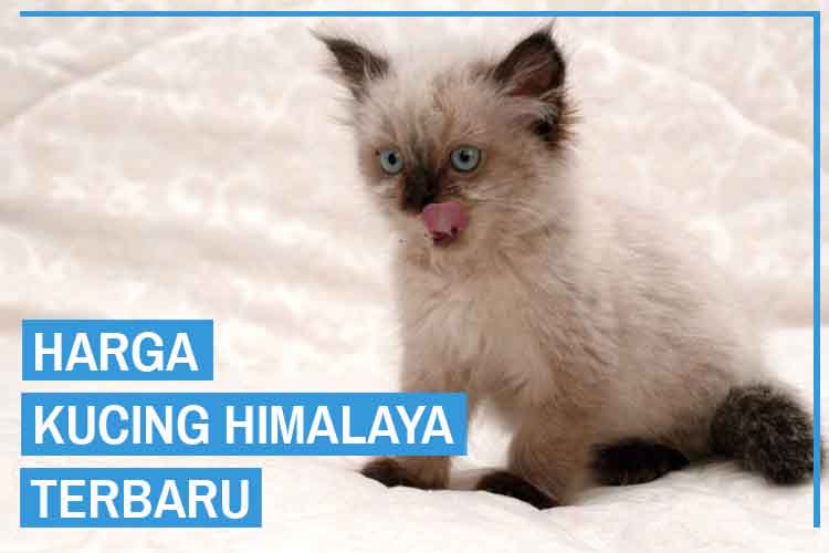 Detail Kucing Persia Tradisional Nomer 51