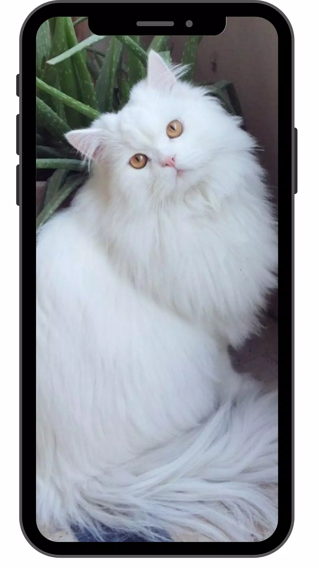 Detail Kucing Persia Wallpaper Nomer 47