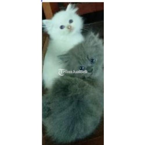 Detail Kucing Persia Warna Abu Abu Putih Nomer 43