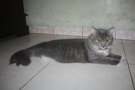 Detail Kucing Persia Warna Abu Abu Putih Nomer 45