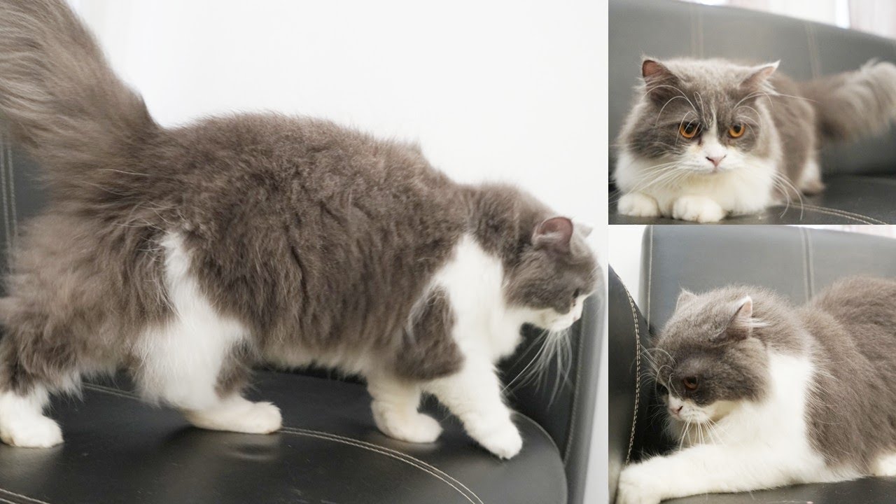 Kucing Putih Abu Abu - KibrisPDR